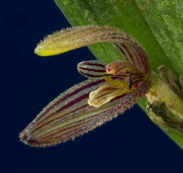 Pleurothallis vittata